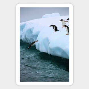 Gentoo penguins going for fishing Sticker